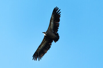 Vautour fauve,.Gyps fulvus, Griffon Vulture, Parc naturel régional des grands causses 48, Lozere, France
