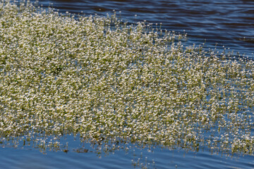 Ranunculus fluitans, Renoncule flottante