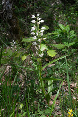 Cephalanthera longifolia, Orchis céphalanthéra à feuilles étroites