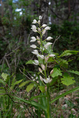 Cephalanthera longifolia, Orchis céphalanthéra à feuilles étroites
