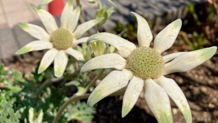 Beige and light green flannel flowers