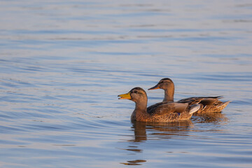 Two ducks (anatidae) swimming on blue colored water and cackle