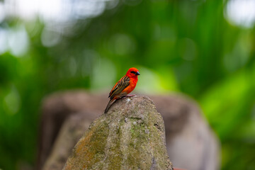 Roter Webervogel auf einem Stein