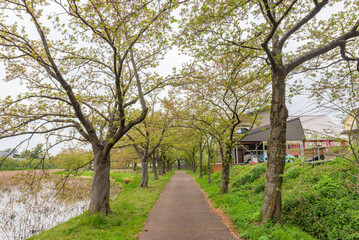 Cherry blossom trees in the Takada Castle Site Park, Japan's Top 100 Cherry Blossoms Sites, Niigata Prefecture, Japan