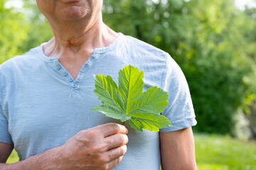 heartwarming portrait elderly gentleman smiling serenely while holding green leaf, healthy...