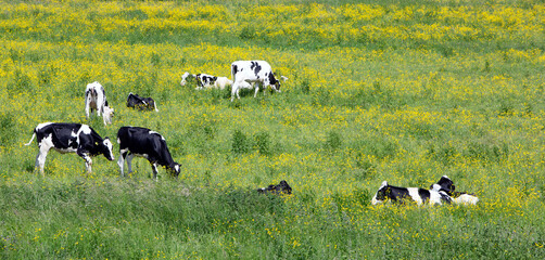 black and white spotted calves in green meadow with yellow buttercups