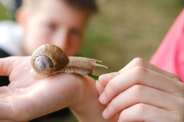 beautiful grape snail sitting on child's hand, Teaching Children About Nature, boys study...