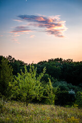 Forest at summer evening . Colors of summer . Green trees . Mystery trees in forest . Fog in forest . 