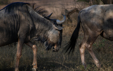 wildebeest in the savannah