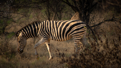 zebra in the wild