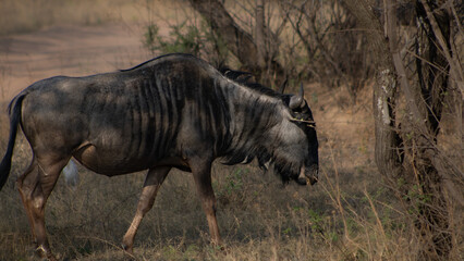 wildebeest in the wild