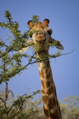 Giraffe smiling