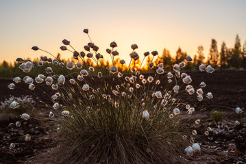 Tussock cottongrass (Eriophorum vaginatum) on the bog at spring during the sunset