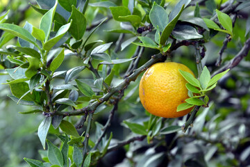 The citrus tree (Citrus aurantium) with one fruit. Other names: Bitter orange, sour orange, Seville...