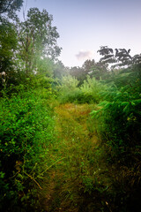 Sunrise and orange sky . Beautiful sunlights . Clouds over the forest . Green grass and trees . Summer morning . Golden hour . Sun over the forest . Lights in forest 