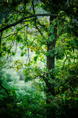 Jungle trees . Green forest . Jungle at morning . Fog in forest .Woods . Green summer colors . Jungle 