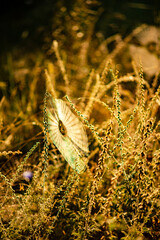 Green grass and sunlights. Golden sun . Plants in forest 