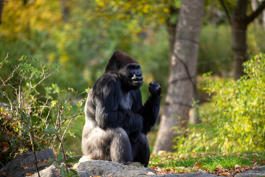 Ein majest&auml;tischer Silberr&uuml;cken Gorilla sitzt nachdenklich auf einem Felsen in einer gr&uuml;nen Waldlandschaft