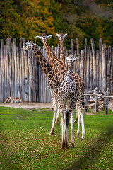 Vier Giraffen in einer Flucht