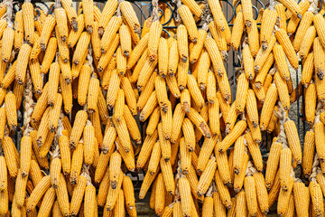 ears of corn hung to dry, texture for backgrounds