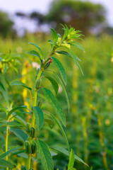 Close-up of Green sesame Plants in the field
