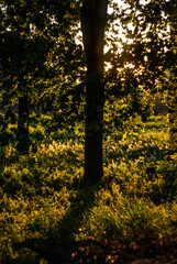 Autumn colors at spring . Orange sun . Oldschool photography . Sun in the forest . Beautiful trees 