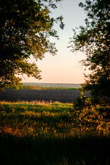 Fototapeta premium sunset in the forest