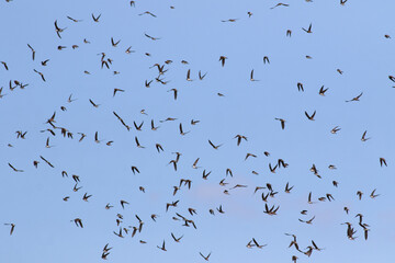 Sand martin, Riparia riparia. A colony of birds took to the skies