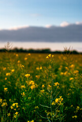 Summer on the field . Yellow field , grass on field . Sunset over the field . Orange sky . Clouds in sky . Summer sunset 