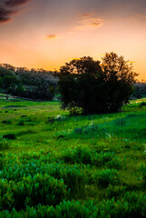 Summer landscape . Field and trees . Grass on field . Green summer woods . Sunset over the field and forest . Beautiful sky . 