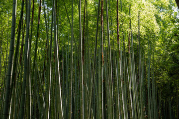 Bambuswald im Sonnenlicht
