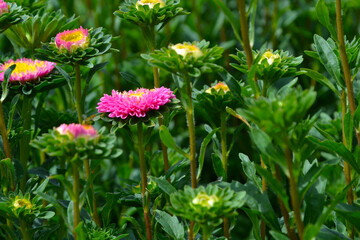 Callistephus chinensis in the spring garden. Common names: China aster and annual aster. Floral background