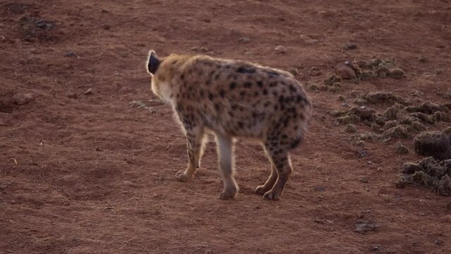 Spotted hyena walking in the national park