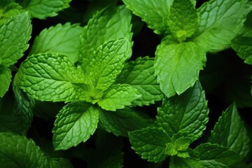 Mint Leaves: Close-ups of fresh mint leaves.