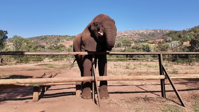 Grazing Elephant At Hartbeespoort In North West South Africa. African Animals Landscape. Wild Animals. Hartbeespoort At North West South Africa. Sanctuary Scenery. Scenic Wild Life.