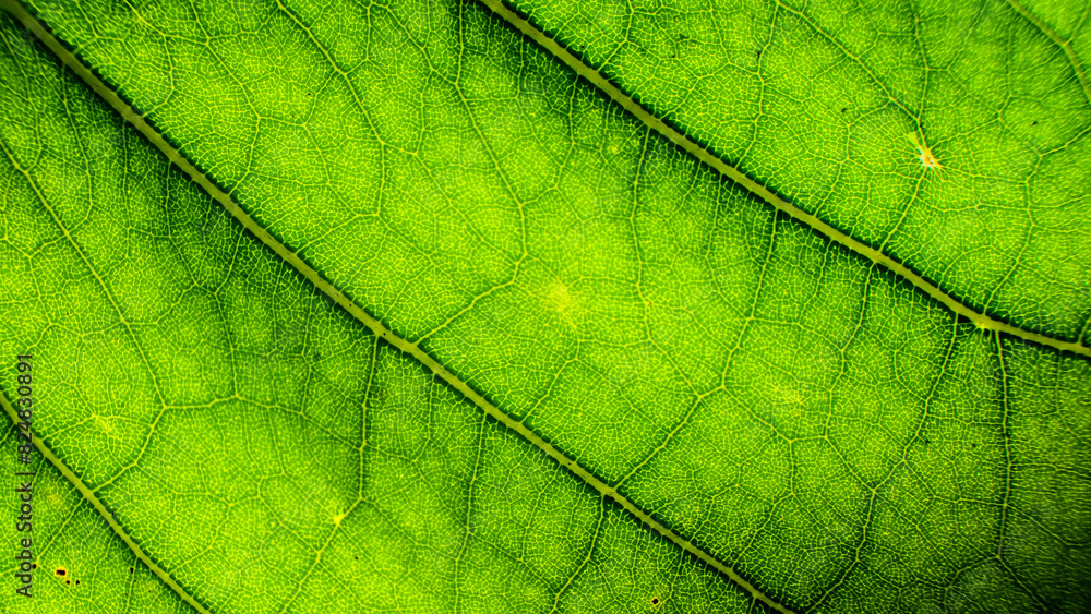 Poster abstract patterns and shapes of green leaves.for graphic design or 3d rendering