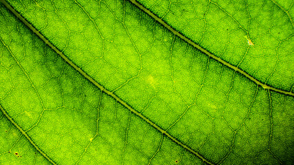 Abstract patterns and shapes of green leaves.For graphic design or 3D rendering