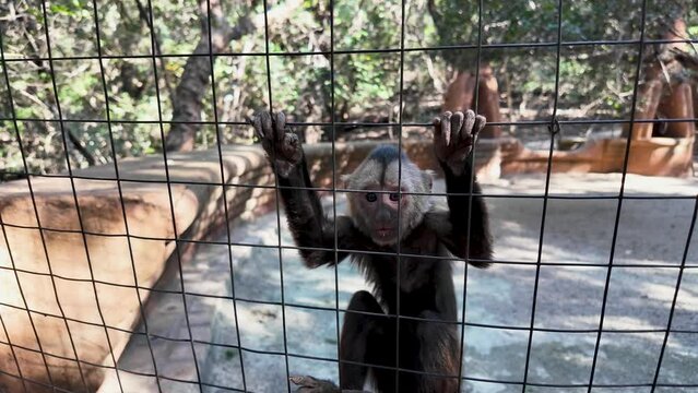 Monkey Sanctuary At Hartbeespoort In North West South Africa. African Animals Landscape. Wild Animals. Hartbeespoort At North West South Africa. Sanctuary Scenery. Scenic Wild Life.