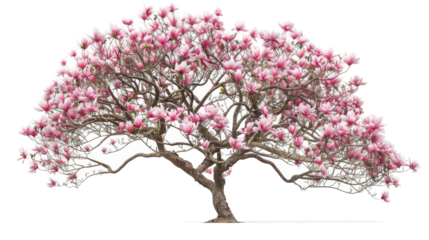 A pink tree covered in an abundance of pink flowers in full bloom, showcasing natures vibrant beauty