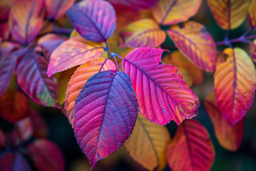 The vibrant colors of autumn leaves fill me with wonder.