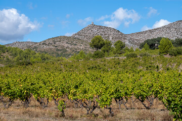 Fototapeta premium vineyard in the region