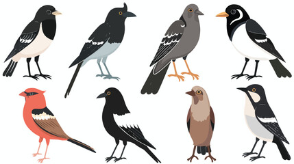 Crow magpie pigeon bullfinch sparrow stand next to ea