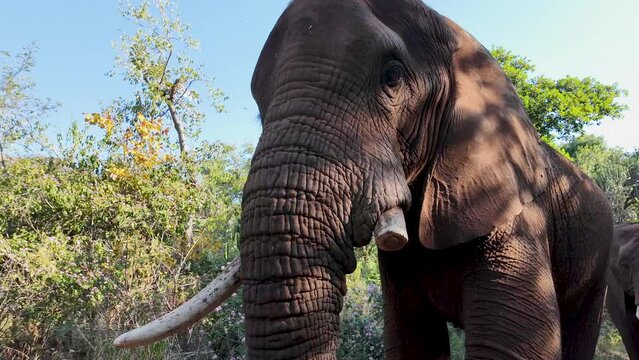 Wild Elephant At Hartbeespoort In North West South Africa. African Animals Landscape. Wild Animals. Hartbeespoort At North West South Africa. Sanctuary Scenery. Scenic Wild Life.