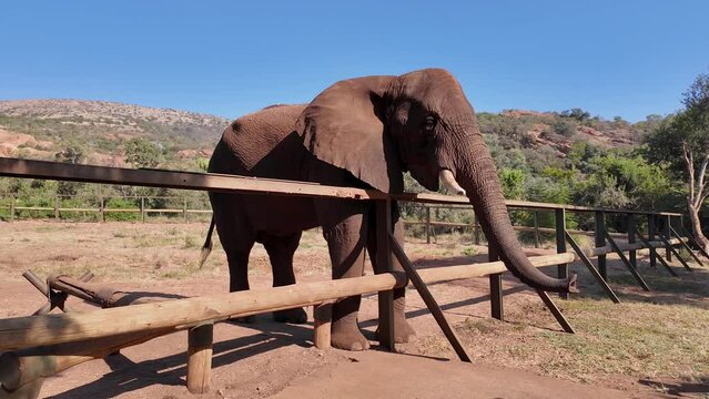 Elephant Sanctuary At Hartbeespoort In North West South Africa. African Animals Landscape. Wild Animals. Hartbeespoort At North West South Africa. Sanctuary Scenery. Scenic Wild Life.
