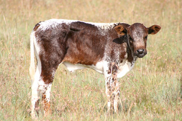 Side view, cute brown and white Nguni calve, long tall grass, looking at camera