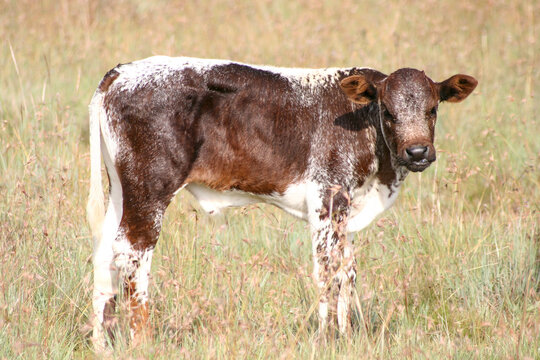 Side view, cute brown and white Nguni calve, long tall grass, looking at camera