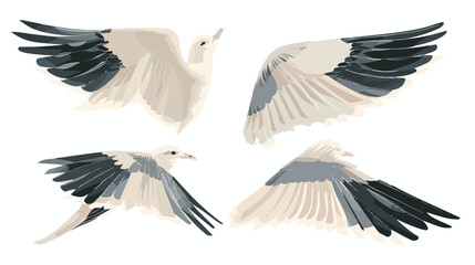 Different arrangement of wings of a flying bird. Side