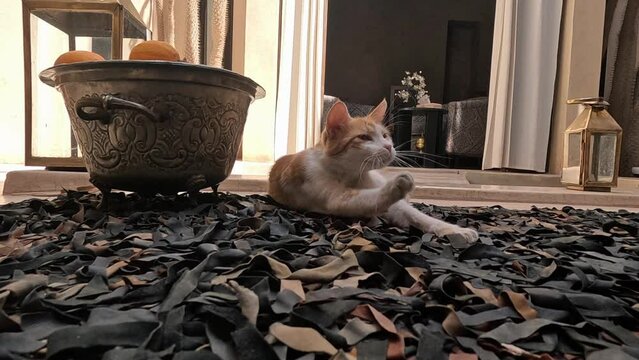 Cat relaxing in a riad in Morocco