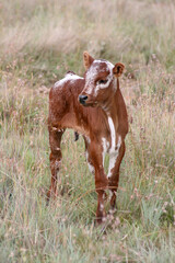 Very young, cute brown and white Nguni calve, long tall grass