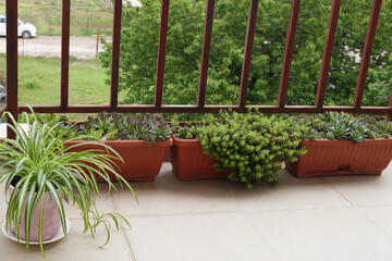 decorative green plants in pots on the balcony